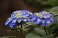 紫陽花