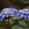 紫陽花
