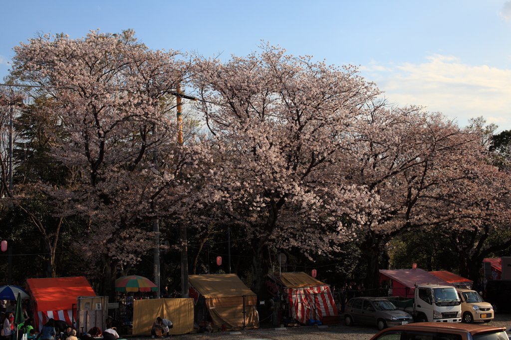 街の桜まつり3