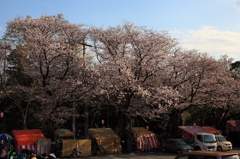 街の桜まつり3