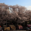 街の桜まつり3