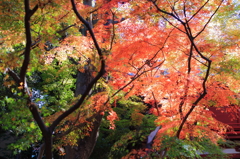紅葉