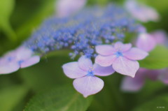 本当の開花