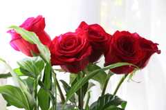 薔薇