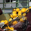 IMG_6418n