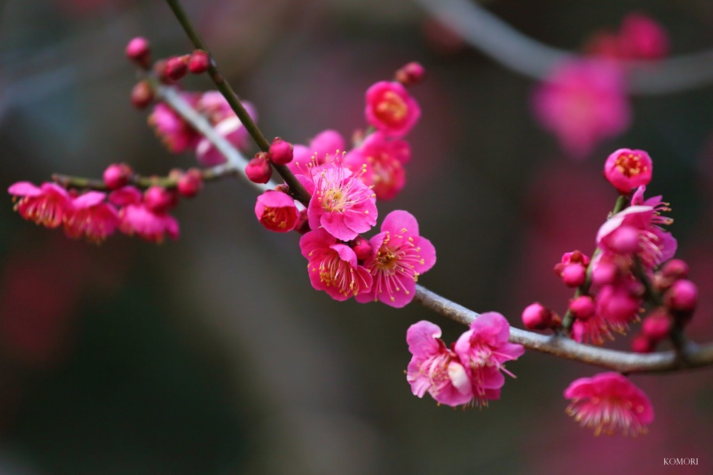 春の薫り