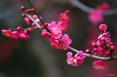 春の薫り