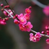 春の薫り
