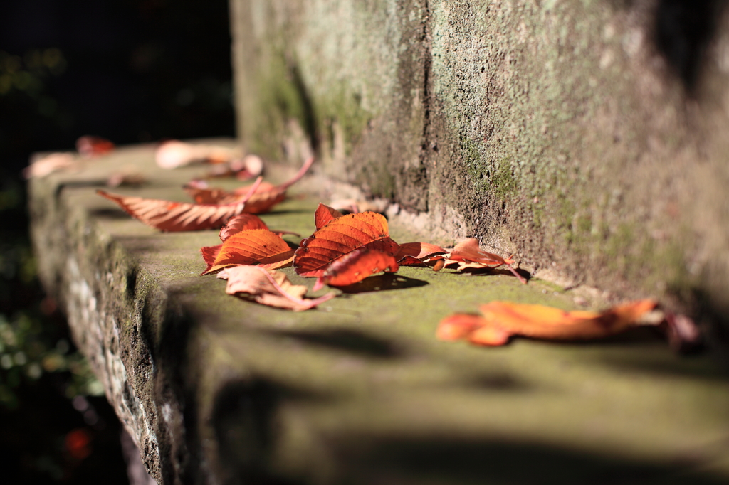 紅葉