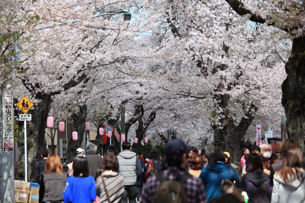 街の桜まつり1
