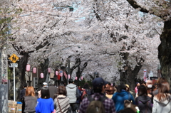 街の桜まつり1