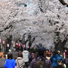 街の桜まつり1