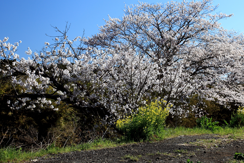 里の桜1