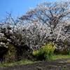 里の桜1