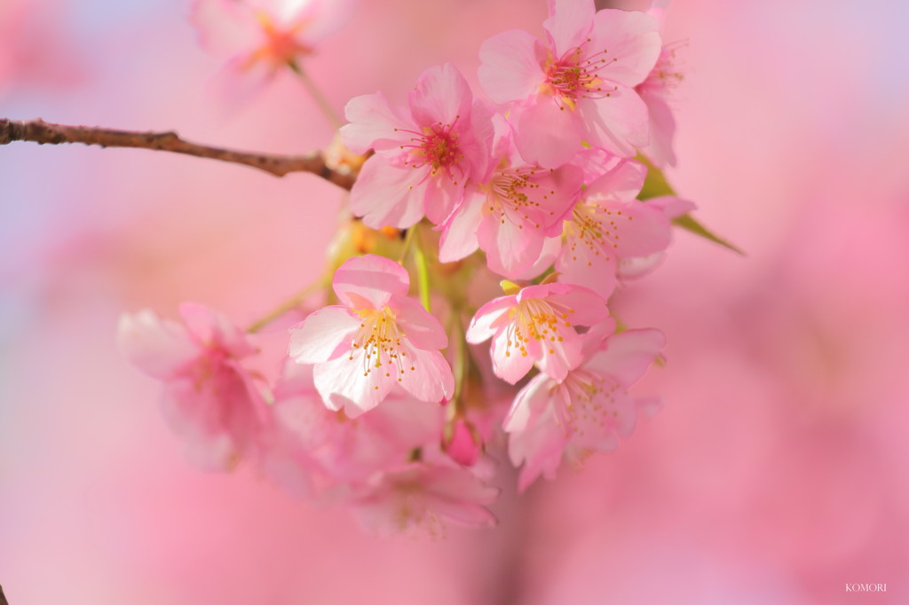 春の光