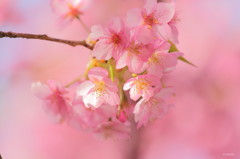 春の光
