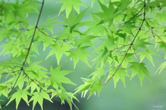 初夏の兆し
