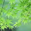 初夏の兆し