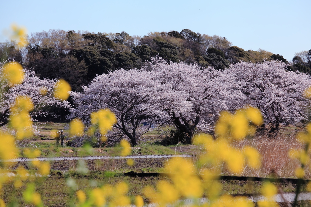 里の桜2