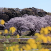 里の桜2