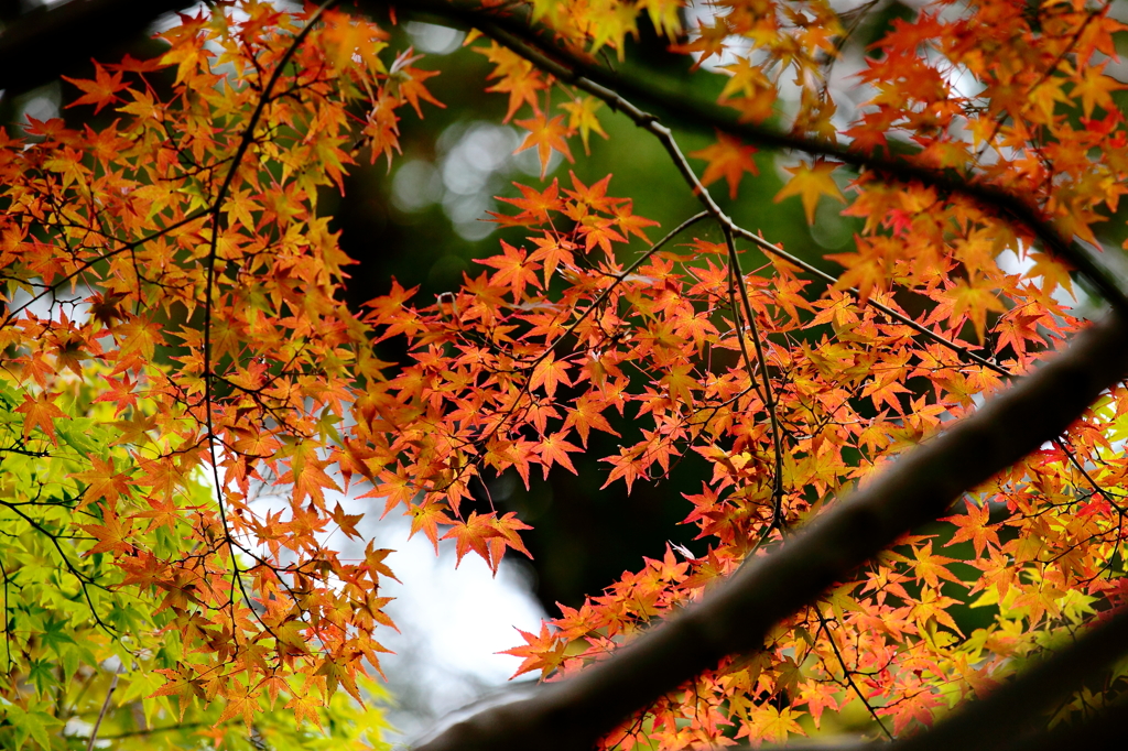 近所の紅葉