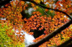 近所の紅葉