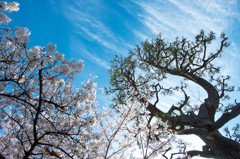 桜vs松