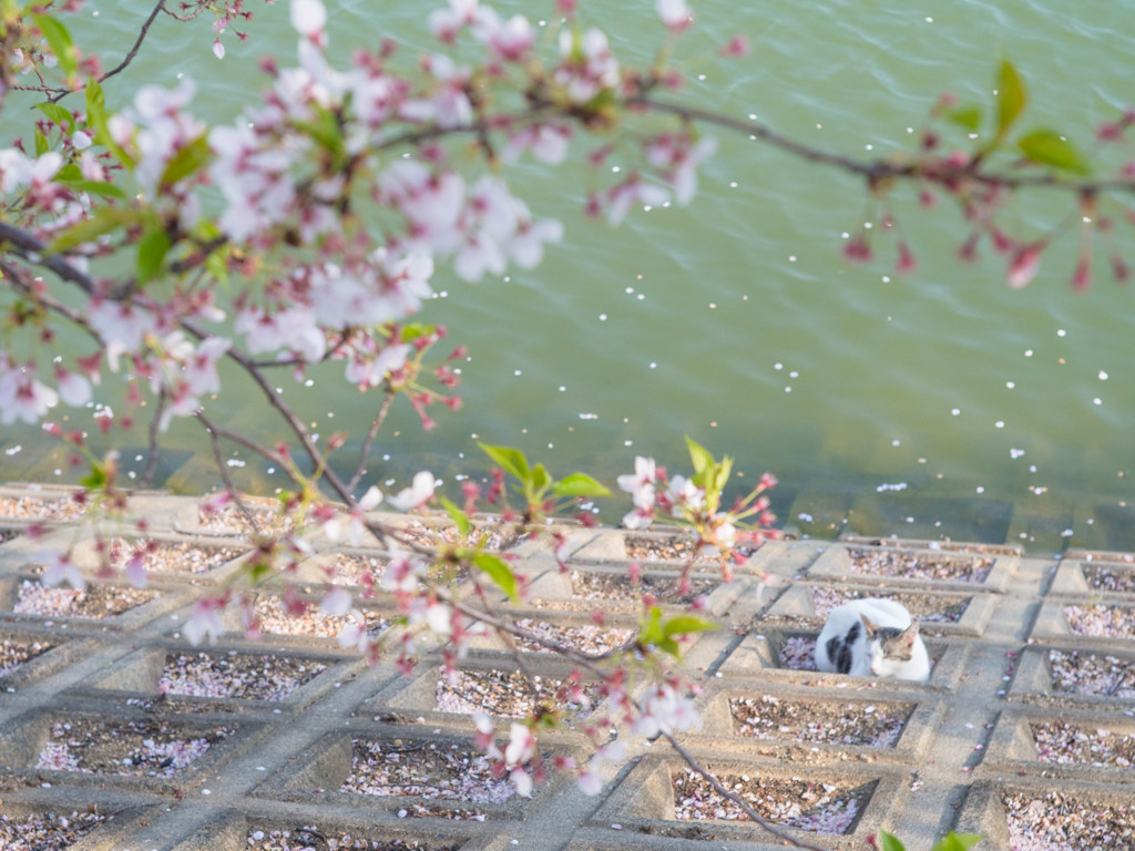 特等席のお花見