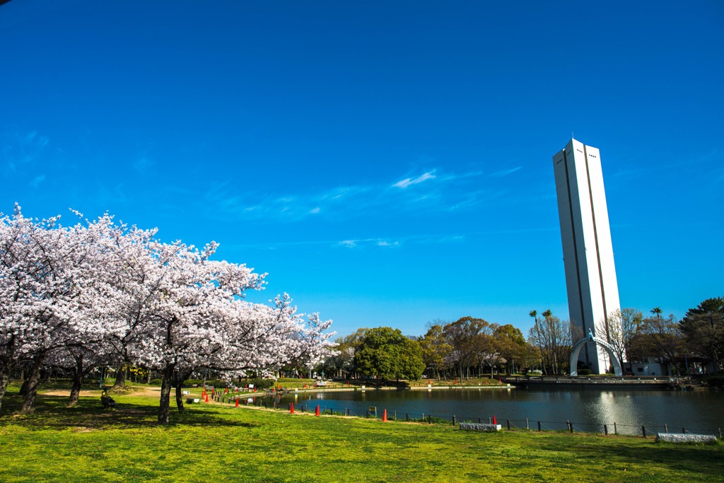 池と桜と