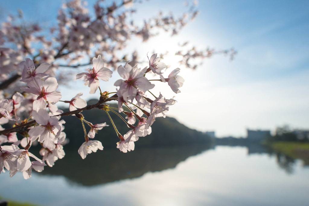 古墳と桜と
