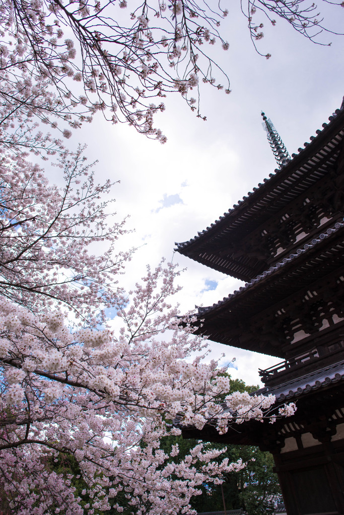 古都の桜