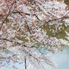 桜 wedding