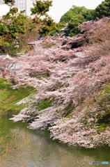 千鳥ヶ淵