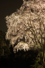 夜桜だよ