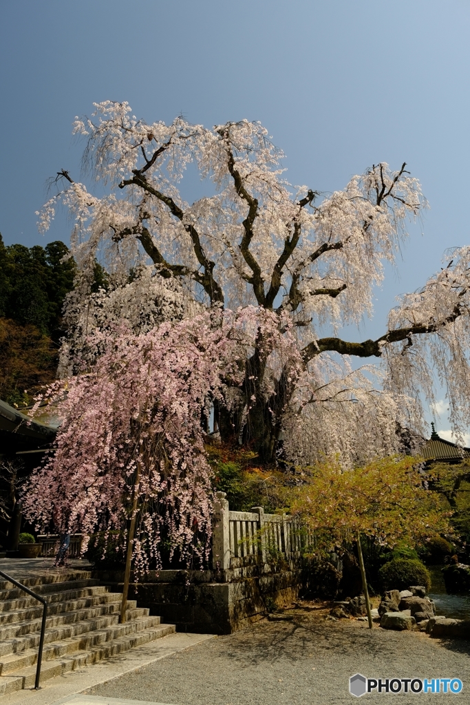 身延山枝垂れ桜1