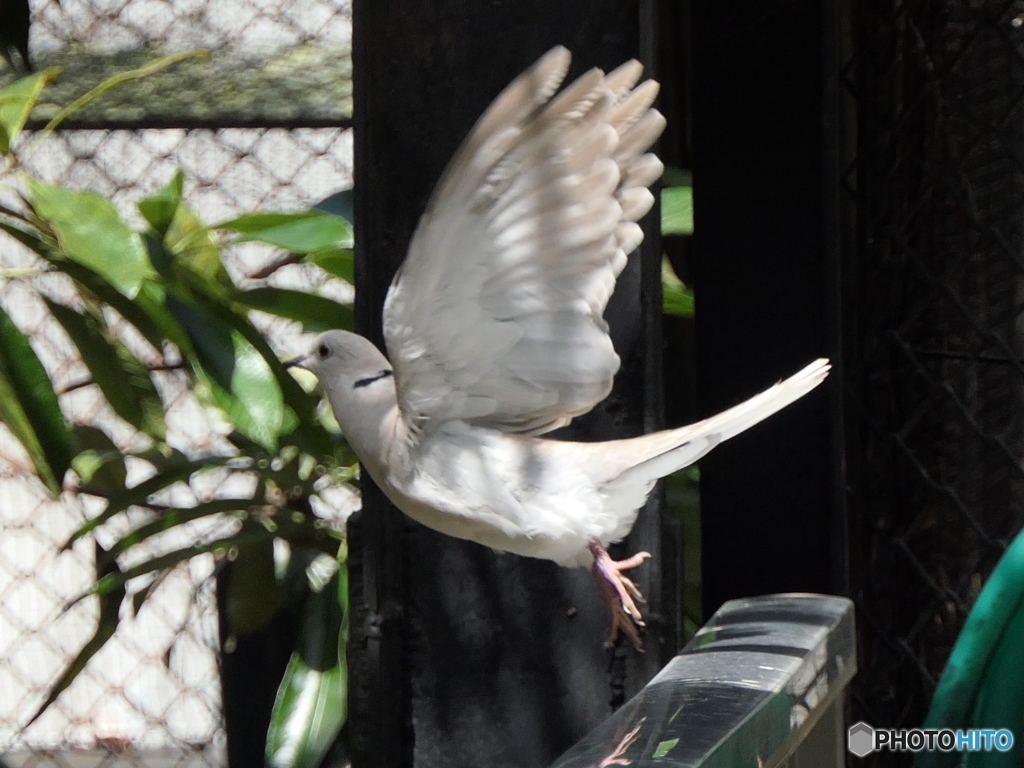 鳩　飛び立ち