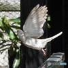 鳩　飛び立ち