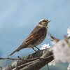 キジバト と 桜