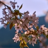 東栄桜