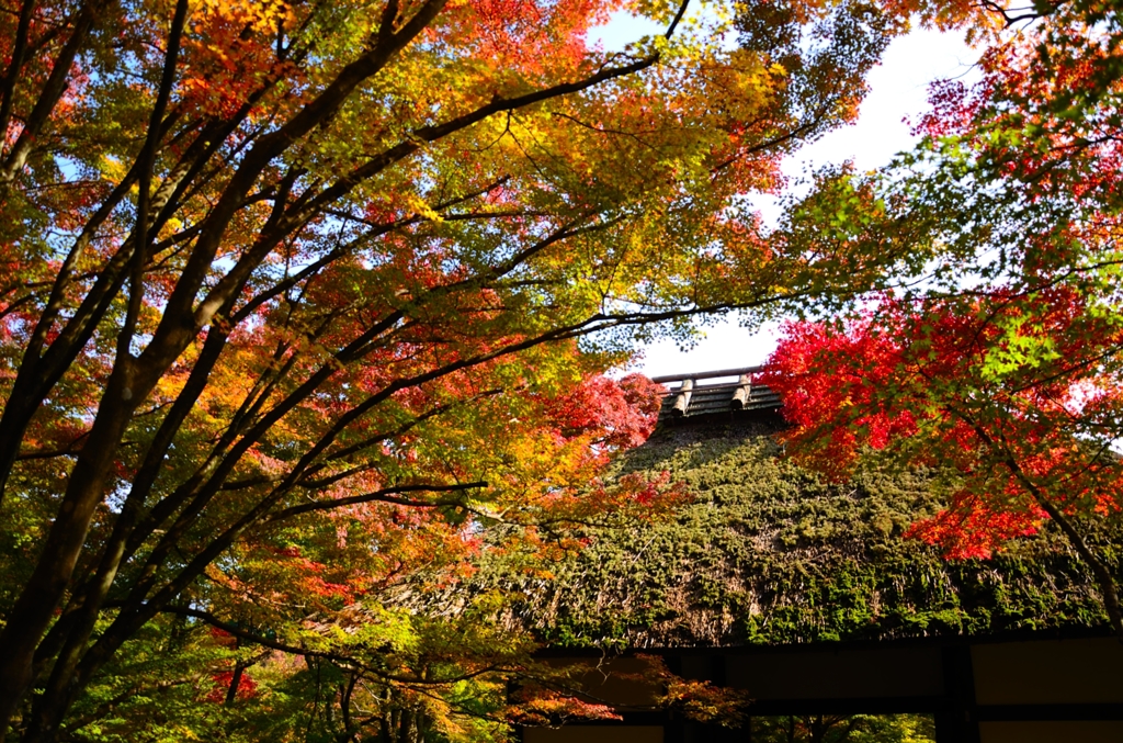 紅葉オーケストラ