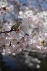 気持ちの良い桜