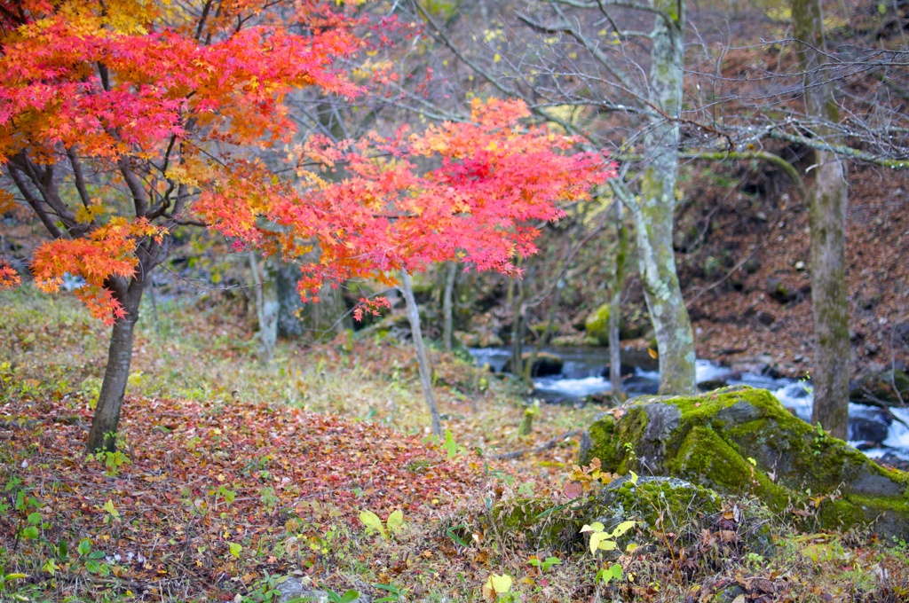 [紅葉狩り]