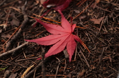 秋の終わり