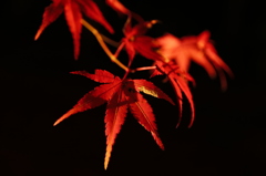 紅一色