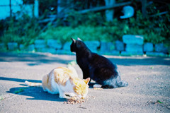 猫はそこで食事をしていた