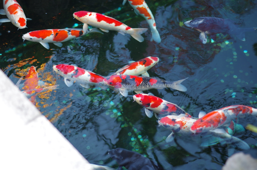 浅草寺、鯉ちゃん。