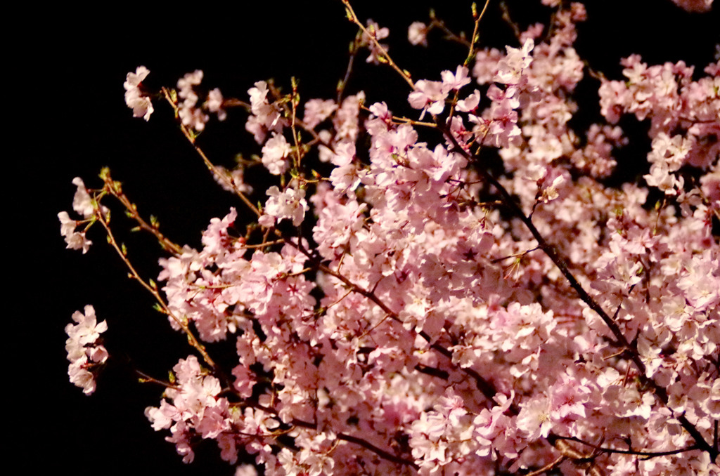 夜桜。