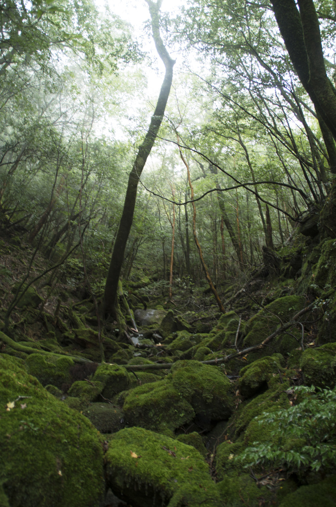 苔と木々。