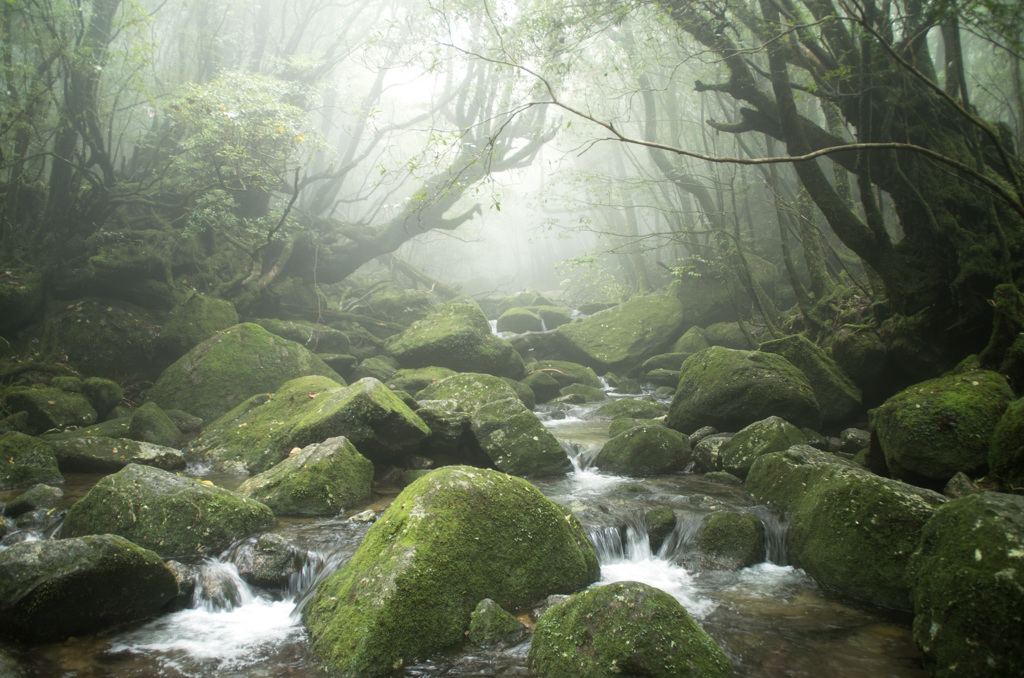 苔と水と靄。