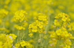 菜の花。